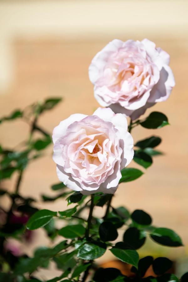 Jane'Laur - Honfleur Bed and Breakfast Εξωτερικό φωτογραφία